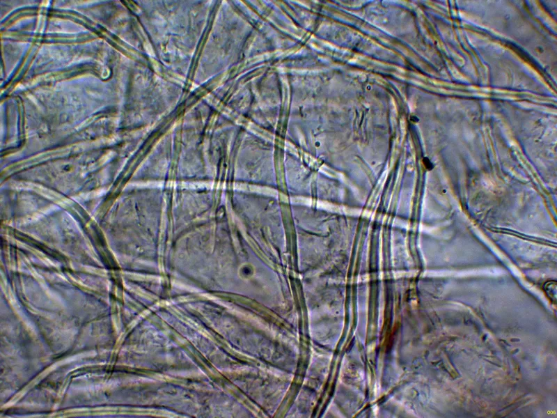 Aporpium miniporum 11 - Hifas subiculares-006